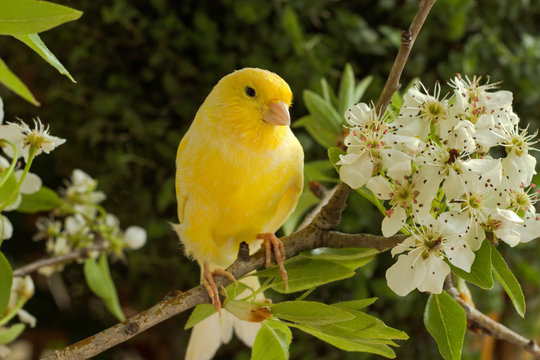Canaries