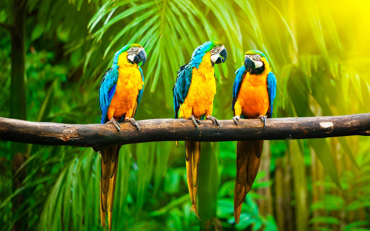 Parrots