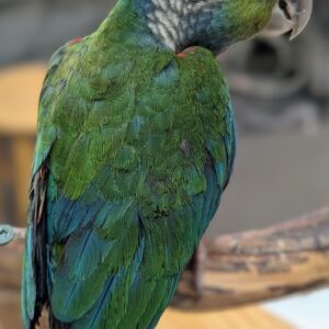 Conure Crimson Bellied