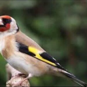European Gold Finch