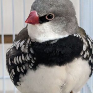 Diamond Firetails
