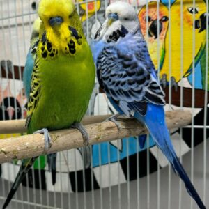 English Budgie