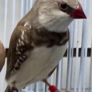 Cinnamon Diamond Firetails