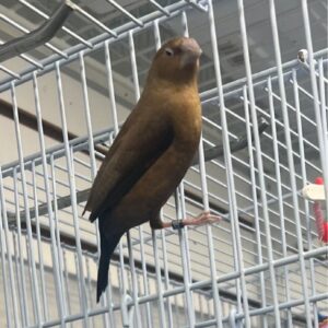 African Silverbill