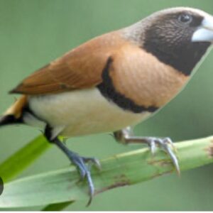 Chestnut Breasted Mannikin