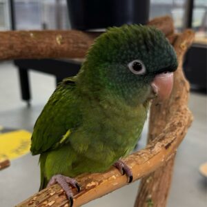 Conure Blue Crown