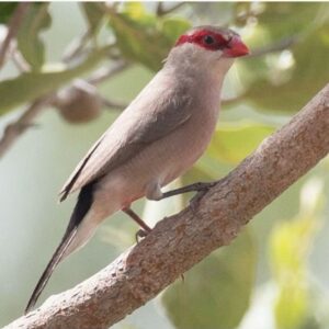 Black Rumped Waxbill