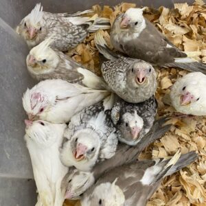 Cockatiel Babies