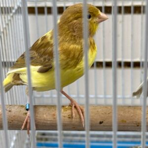 Canaries