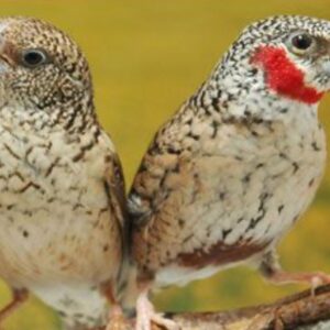 Cut Throat Finch