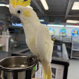 Cockatoo Lesser Sulfur Crested
