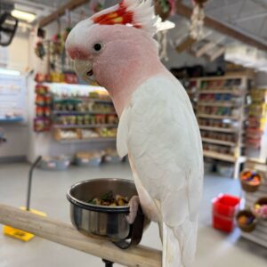 Cockatoo Major Mitchell
