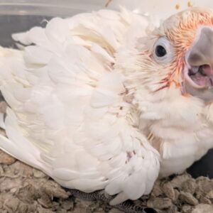 Cockatoo Goffin