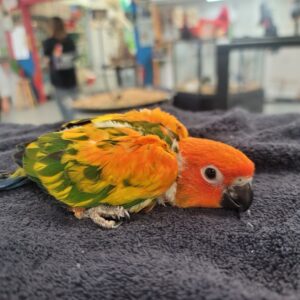 Conure Sun High Red