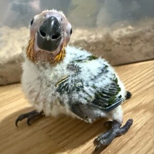 Conure Sun Conure