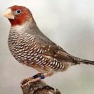 Cherry Head Finch