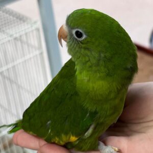 Canary Wing Parakeet