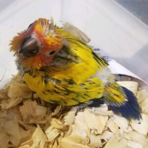 Conure Sun High Yellow