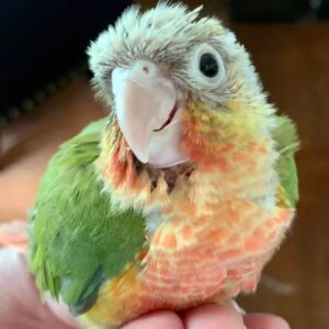 Conure Green Cheek Pineapple