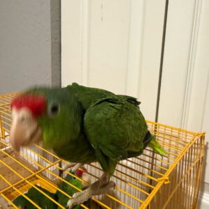 Amazon Mexican Redhead