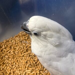 Cockatoo Umbrella Baby