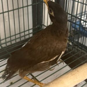 Common Mynah