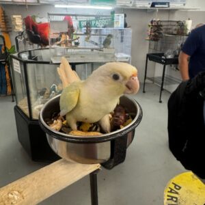 Conure Mooncheek