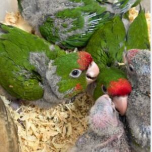 Conure Cherry Head