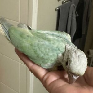 Conure Opermint