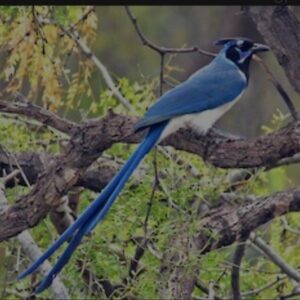 Black Throated Magpie Jay