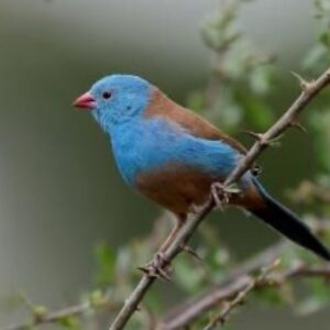 Cordon Bleu Blue Cap