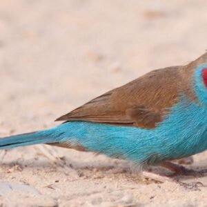 Cordon Bleu Red Cheek