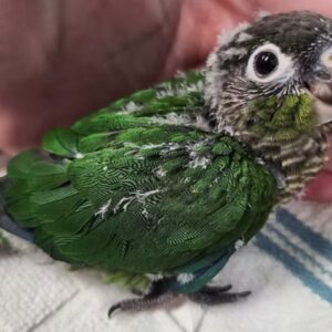 Conures Green Cheek