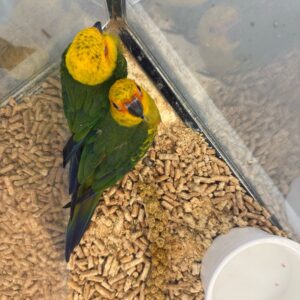 Conure Jenday