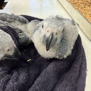 African Gray Congo Baby
