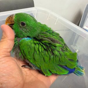 Eclectus Male