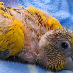 Conure Queen Of Bavaria (golden)