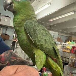 Amazon Mealy