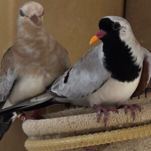 Cape Doves