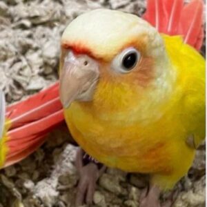 Conure Suncheeks