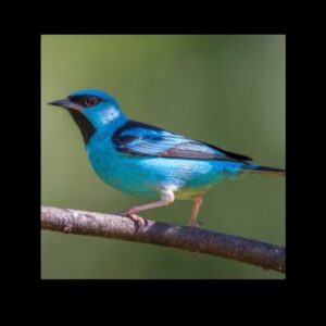 Blue Face Dacnis