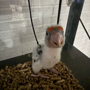 Cape Parrot