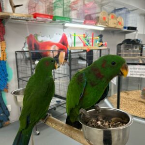 Eclectus Red Sided