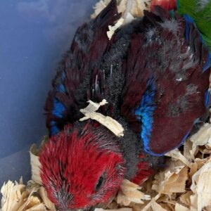 Eclectus