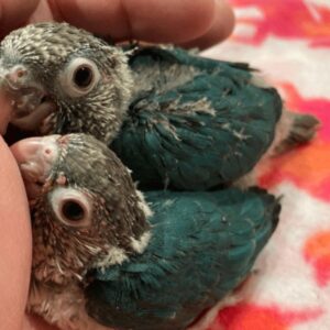 Conure Turquoise Green Cheek