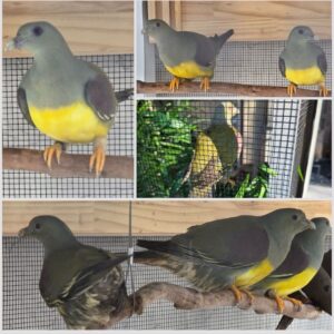 Bruce Pigeons