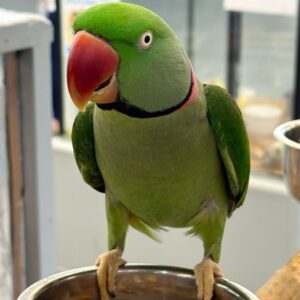 Alexandrine