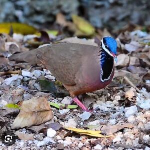Bleu Headed Quail Dove