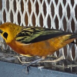 Golden Tanager