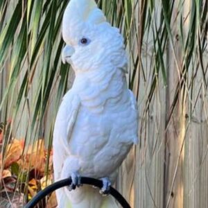 Cockatoo Ducorps